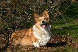 CORGI PEMBROKE 1369